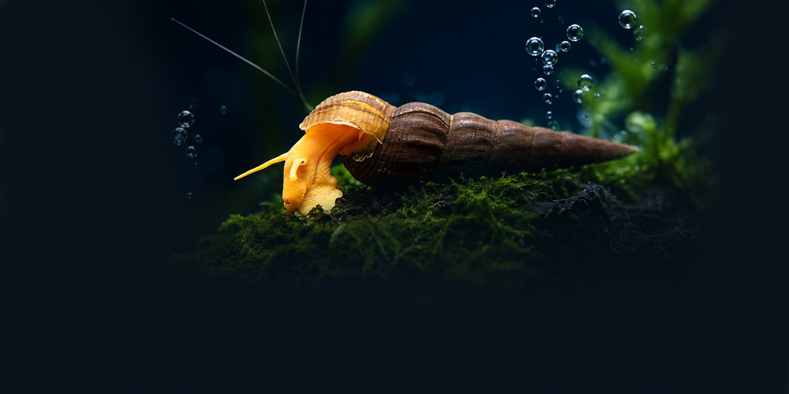 Mollusk