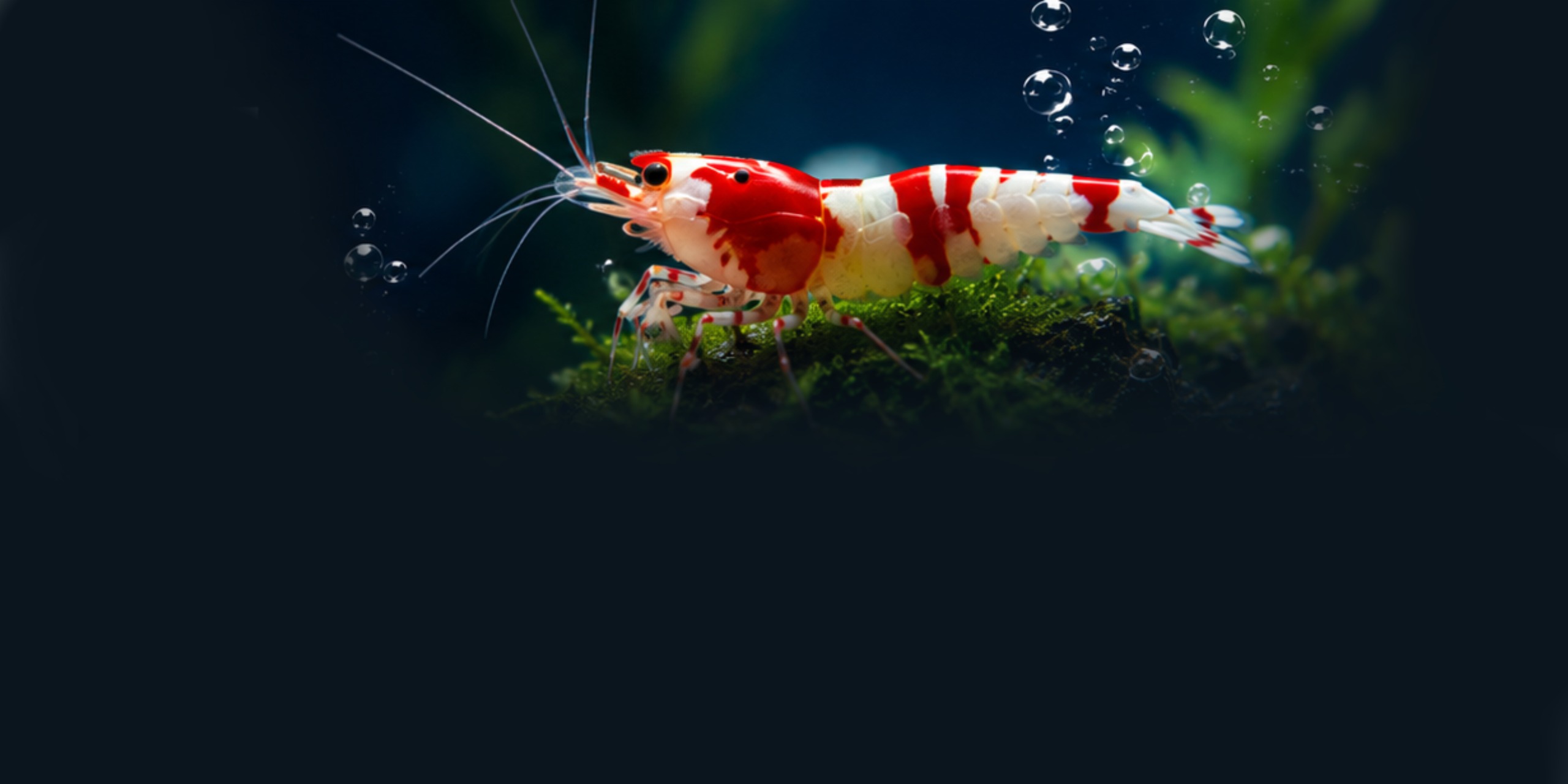 Crustaceans
