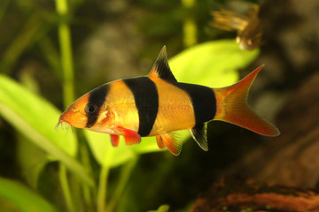 CLOWN LOACH