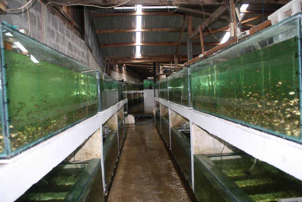 Our Farm 1