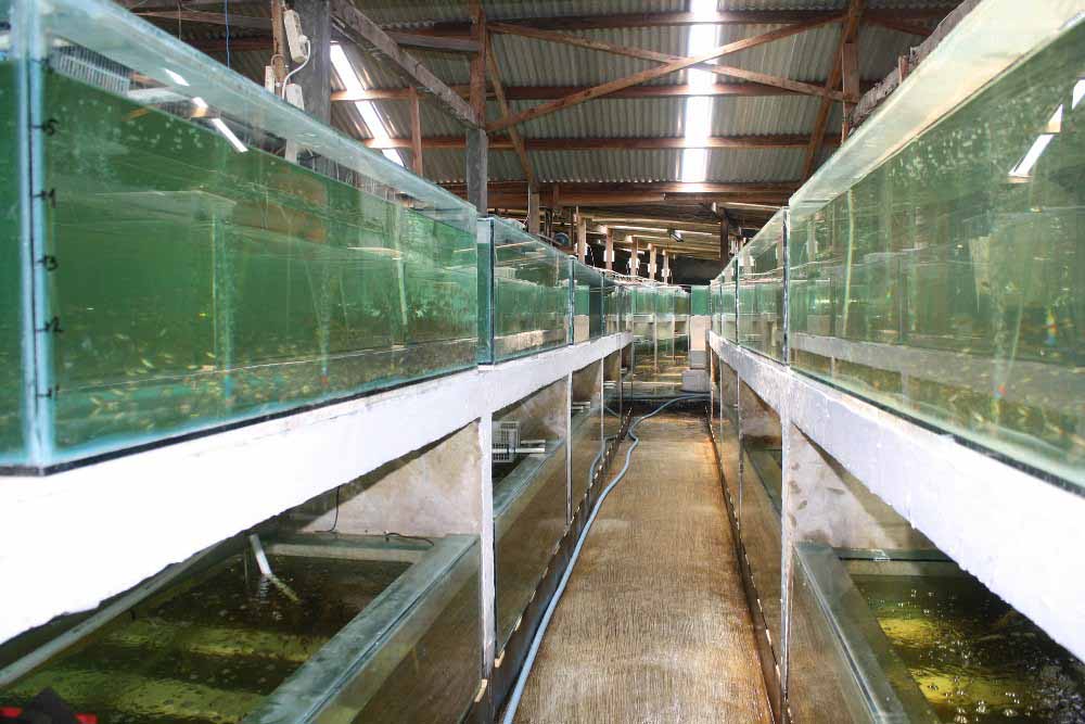 Our Farm 2