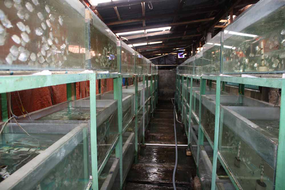 Quarantine Fish Room 1