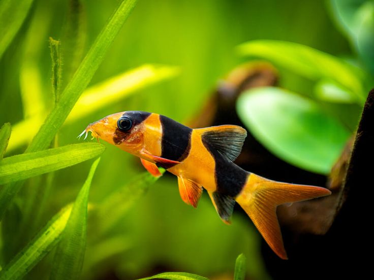 CLOWN LOACH