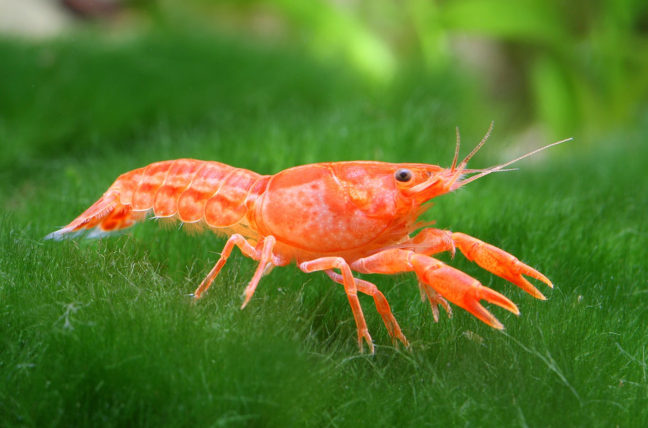 ORANGE MINI MEXICAN CRAYFISH