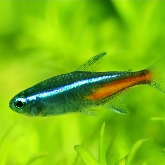 GREEN NEON TETRA