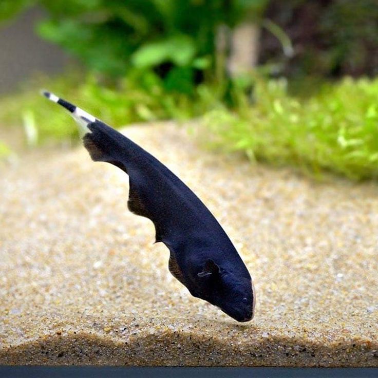 BLACK GHOST